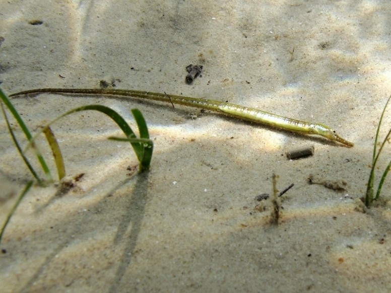 Syngnathus abaster